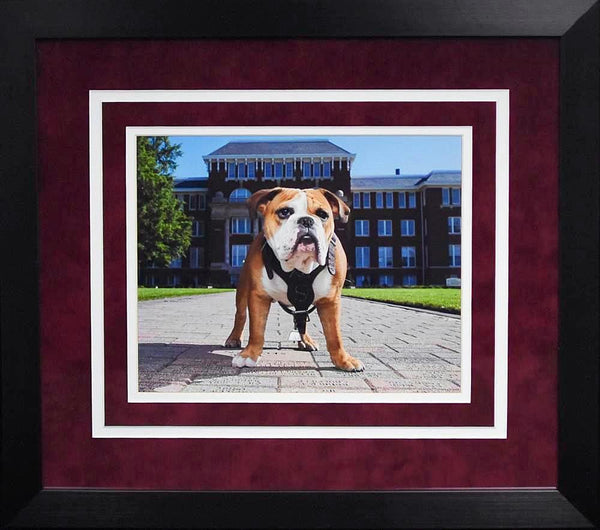 Mississippi State Bulldogs Bully 8x10 Framed Photograph (Campus)
